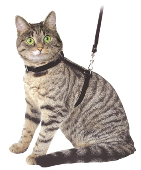KATTE SELE